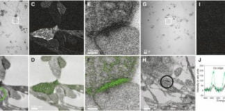 Primeras imágenes en color de un microscopio electrónico