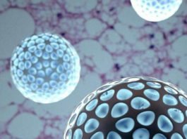 Obesidad y Diabetes: descubren una técnica para cambiar grasa blanca por parda