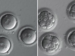 CRISPR: la edición clínica de ADN de embriones humanos, más cerca