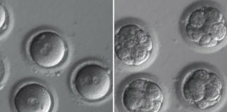 CRISPR: la edición clínica de ADN de embriones humanos, más cerca