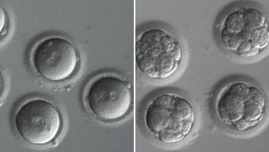 CRISPR: la edición clínica de ADN de embriones humanos, más cerca