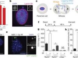 Según un estudio, nuestro mismo cuerpo podría detectar el cáncer en sus inicios