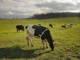Los antibióticos asociados al ganado afectan a los ecosistemas del suelo