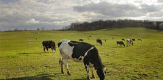 Los antibióticos asociados al ganado afectan a los ecosistemas del suelo