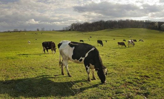 Los antibióticos asociados al ganado afectan a los ecosistemas del suelo