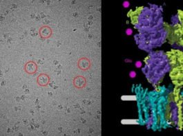 Científicos capturan por primera vez imágenes del receptor cerebral principal en acción