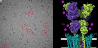 Científicos capturan por primera vez imágenes del receptor cerebral principal en acción