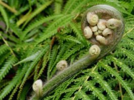 Un estudio con helechos arroja luz sobre la extinción y el origen de especies