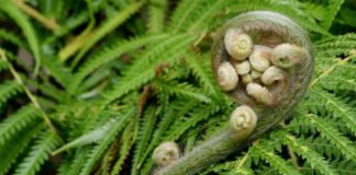 Un estudio con helechos arroja luz sobre la extinción y el origen de especies