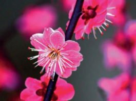 La mejor guía de viaje actualizada Lonely Planet del país nipón: «Japón 6»