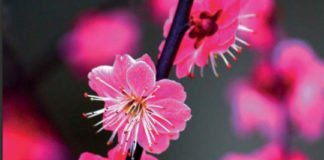 La mejor guía de viaje actualizada Lonely Planet del país nipón: «Japón 6»