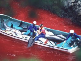 Se reanuda la caza de delfines en el pueblo japonés de Taiji