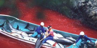 Se reanuda la caza de delfines en el pueblo japonés de Taiji