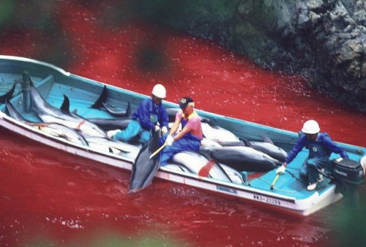 Se reanuda la caza de delfines en el pueblo japonés de Taiji