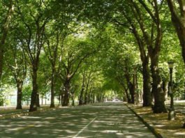 Criptomonedas y financiación ambiental: el debate sobre el poder Árboles