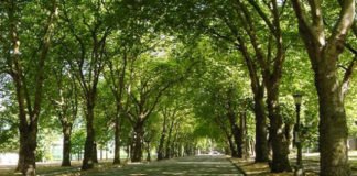 Introducción de árboles en las ciudades: ventajas, desventajas y especies a tener en cuenta Árboles