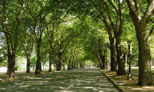 Introducción de árboles en las ciudades: ventajas, desventajas y especies a tener en cuenta Árboles