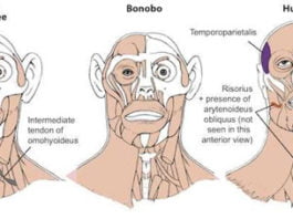 Los bonobos, el ancestro común más probable entre humanos y chimpancés comunes