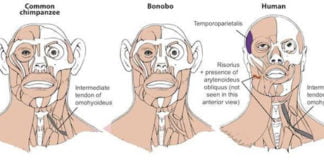Los bonobos, el ancestro común más probable entre humanos y chimpancés comunes