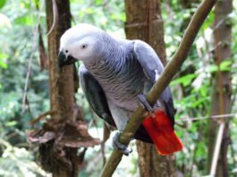 Amenazas a la conservación de especies exóticas protegidas