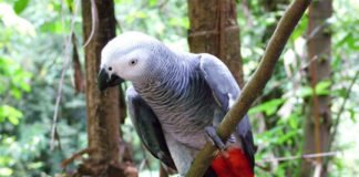 Amenazas a la conservación de especies exóticas protegidas