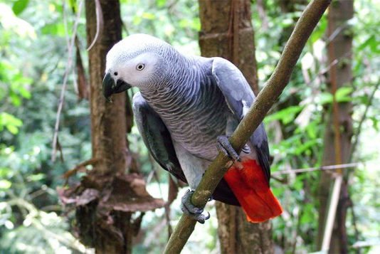 Amenazas a la conservación de especies exóticas protegidas