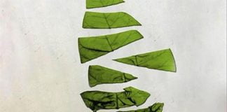 Si no, lo matamos, de Rosa Ribas: Weber-Tejedor vuelve con fuerza