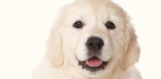 La razón de estar contigo, de W. Bruce Cameron: oda a la amistad humano-canina