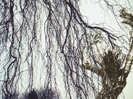 Los sauces, de Algernon Blackwood: pequeño relato con mucha atmósfera