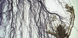 Los sauces, de Algernon Blackwood: pequeño relato con mucha atmósfera