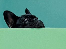 Mi novia preferida fue un bulldog francés, de Legna Rodríguez Iglesias: estridencia y transgresión