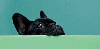 Mi novia preferida fue un bulldog francés, de Legna Rodríguez Iglesias: estridencia y transgresión