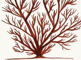 Perdida en un bol de cereales, de Elisa Levi: versos sencillos y directos