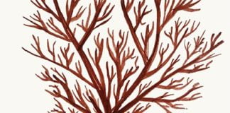 Perdida en un bol de cereales, de Elisa Levi: versos sencillos y directos