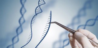 Una nueva técnica de edición de ADN revierte en ratones la diabetes, la distrofia muscular y la insuficiencia renal