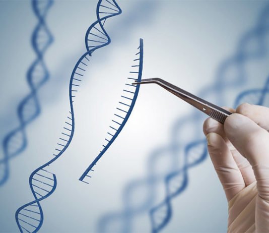 Una nueva técnica de edición de ADN revierte en ratones la diabetes, la distrofia muscular y la insuficiencia renal