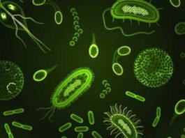 Yo contengo multitudes, de Ed Yong: los microbios que nos habitan y una visión amplia de la vida