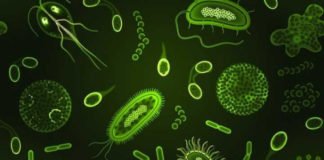 Yo contengo multitudes, de Ed Yong: los microbios que nos habitan y una visión amplia de la vida