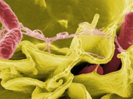 La Salmonella ejerce cierto control en la mente de los ratones