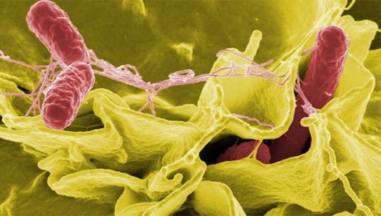 La Salmonella ejerce cierto control en la mente de los ratones