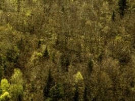 Espasa publica en febrero «El lenguaje de los bosques»