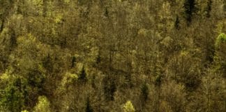 Espasa publica en febrero «El lenguaje de los bosques»