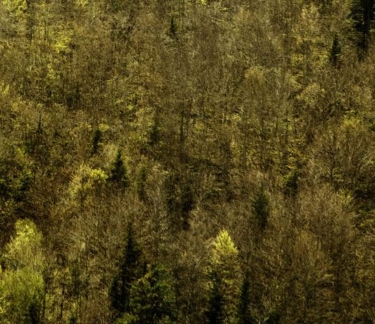Espasa publica en febrero «El lenguaje de los bosques»