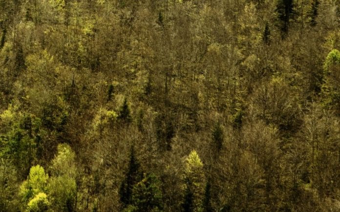 El lenguaje de los bosques fragmento