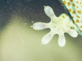 Desarrollan un potente adhesivo inspirado en la capacidad de trepar de los gecos