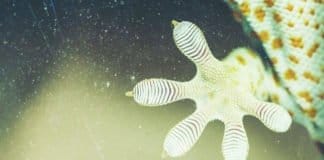 Desarrollan un potente adhesivo inspirado en la capacidad de trepar de los gecos