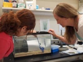 Los genes que ayudan a la recuperación de la médula espinal en lampreas están presentes en los humanos