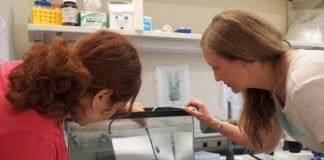 Los genes que ayudan a la recuperación de la médula espinal en lampreas están presentes en los humanos