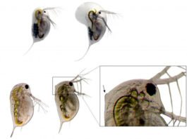 El aumento del dióxido de carbono acidifica también el agua dulce del planeta
