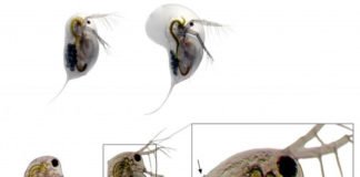 El aumento del dióxido de carbono acidifica también el agua dulce del planeta